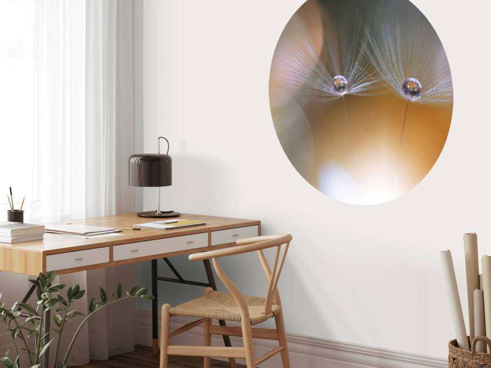 Nasiona mniszka lekarskiego