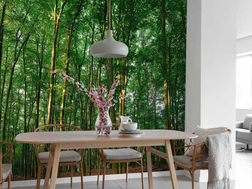 Zielony las ze światłem słonecznym