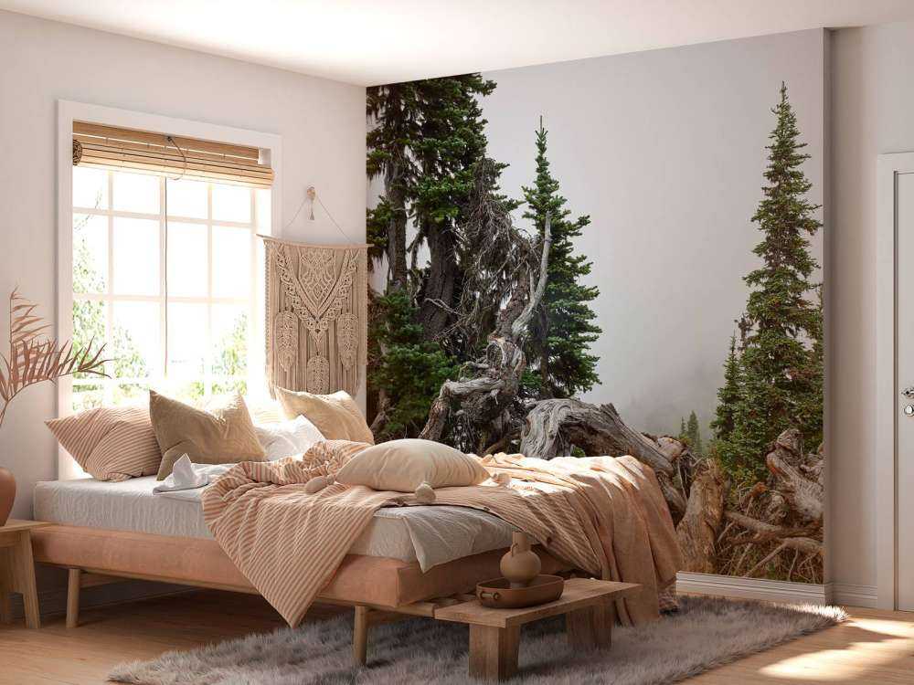 Drzewa i stare drzewa 