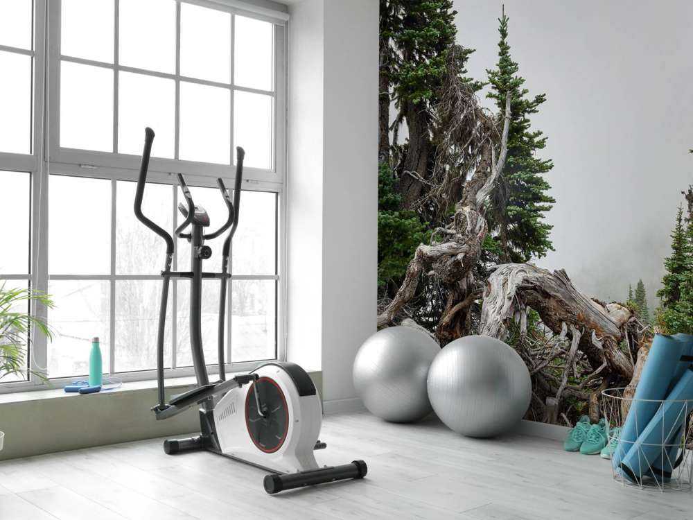 Drzewa i stare drzewa 