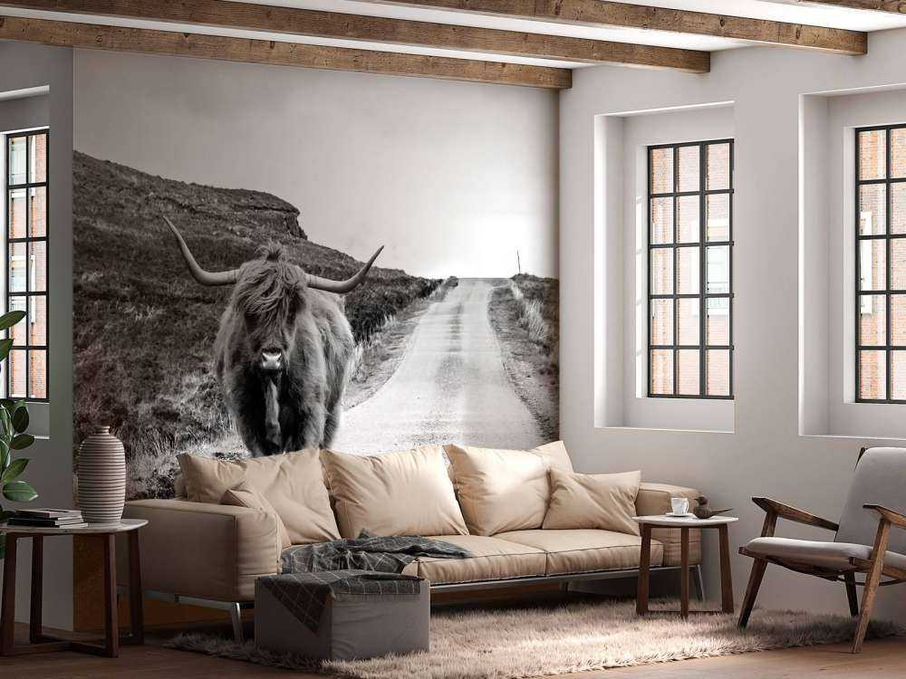 Szkocka rasa wyżynna na drodze