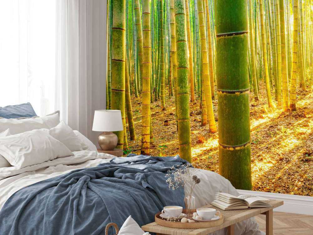 Las bambusowy o wschodzie słońca