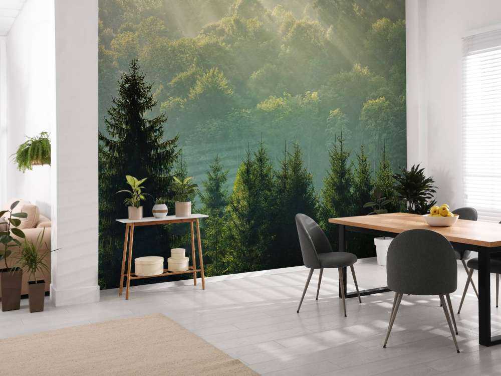 Promienie słońca nad lasem