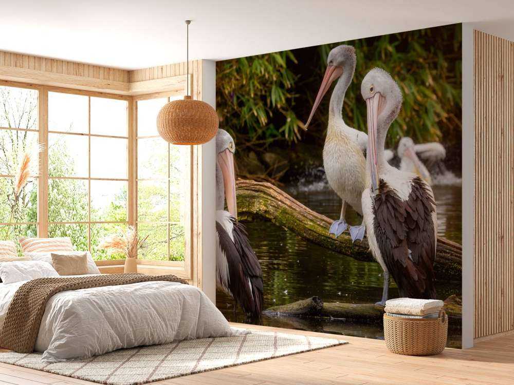 pelikany australijskie