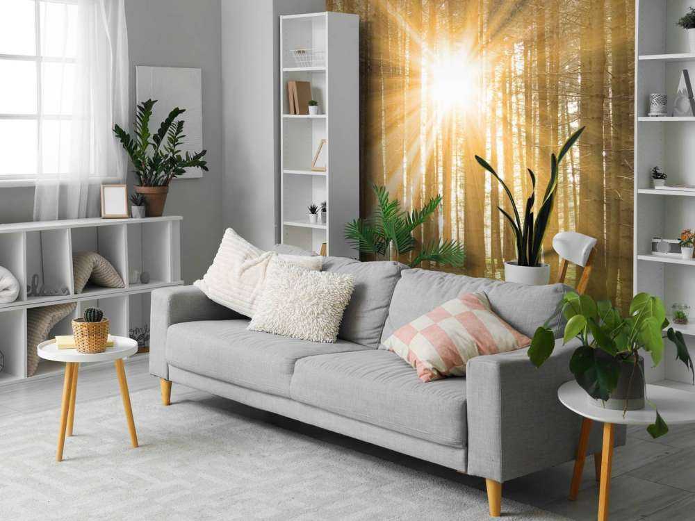 Las sosnowy z blaskiem słońca