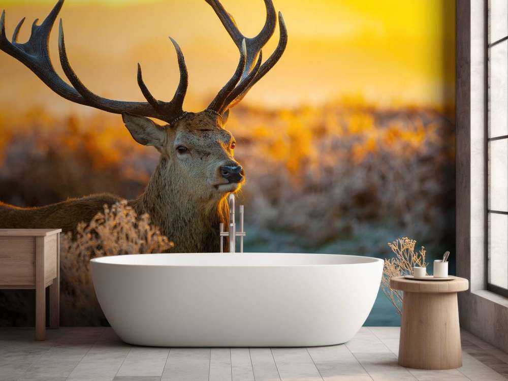 Jeleń w rezerwacie przyrody