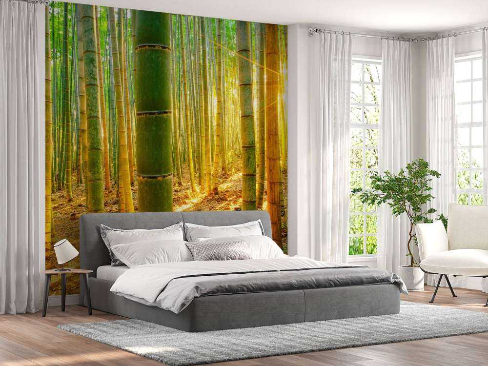 Las bambusowy o wschodzie słońca