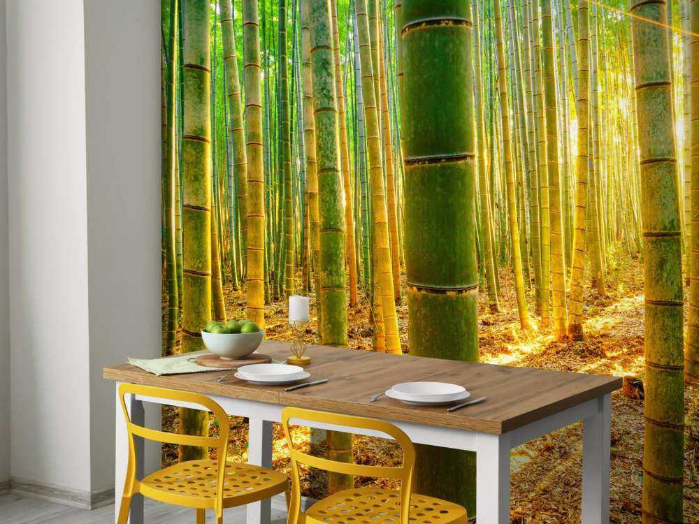 Las bambusowy o wschodzie słońca