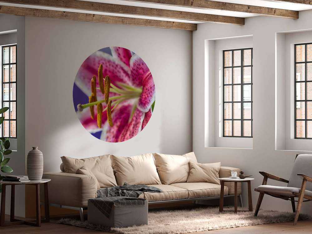 Zbliżenie na różowy kwiat