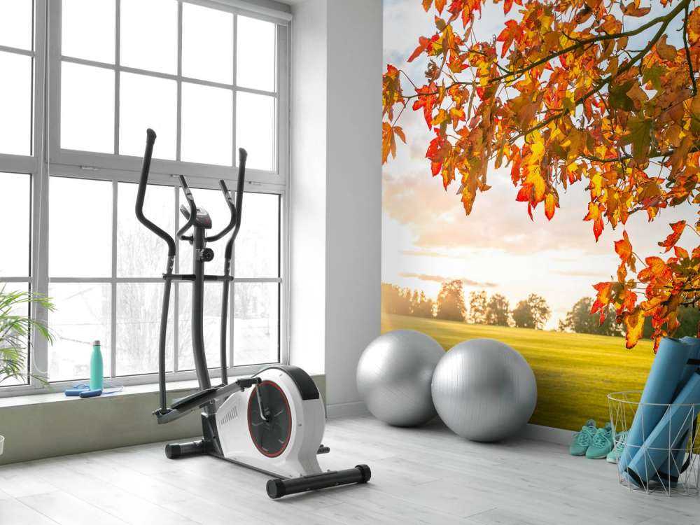 Jesienne drzewo o zachodzie słońca