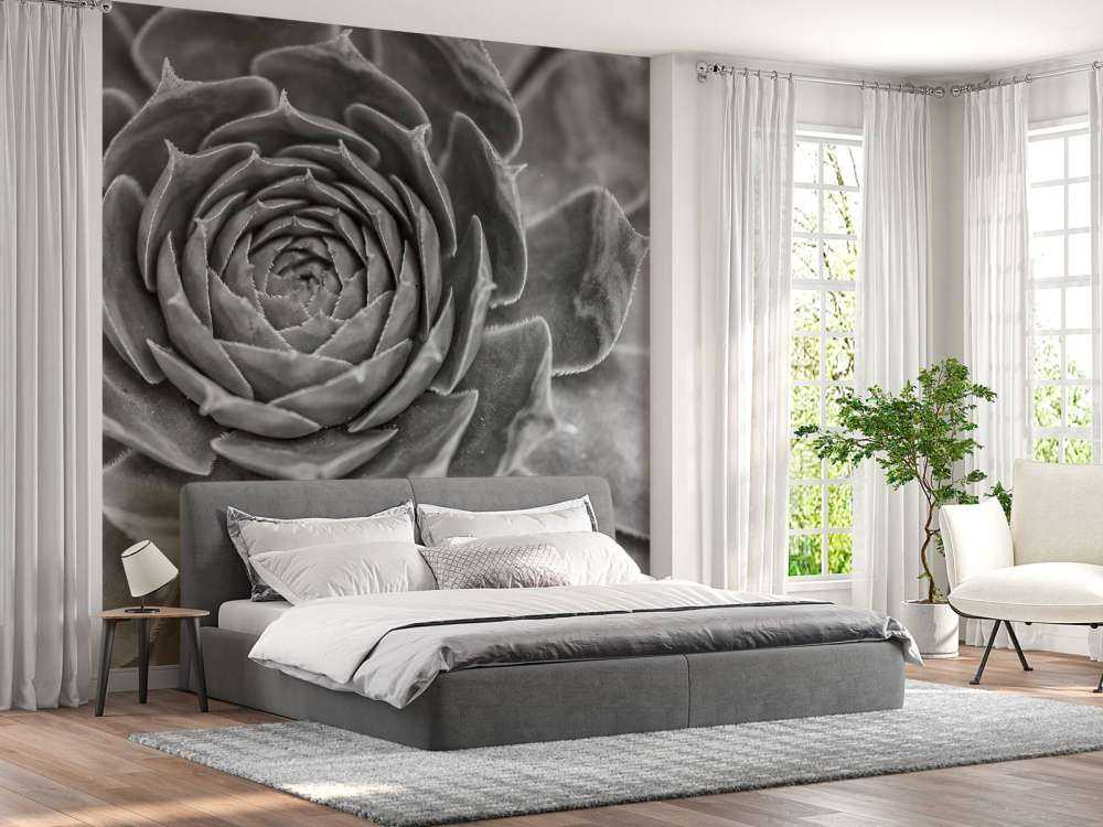 Sukulent w zbliżeniu