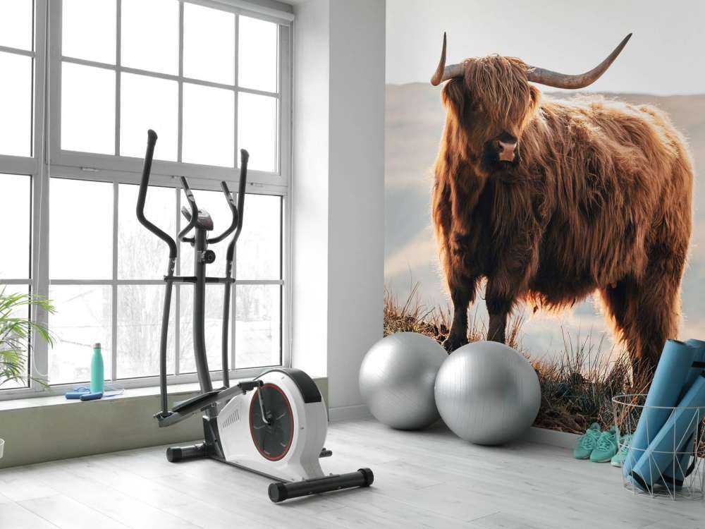 Szkocki wyżyn na wzgórzu