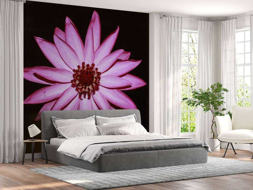 Kwiat lotosu z góry