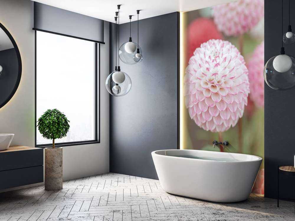 Różowe kwiaty dalii