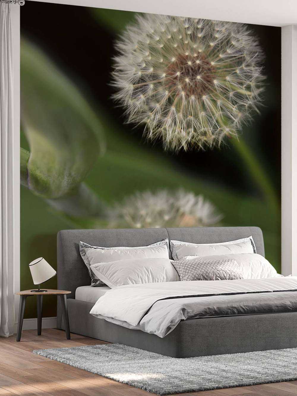 Zbliżenie na mniszki lekarskie