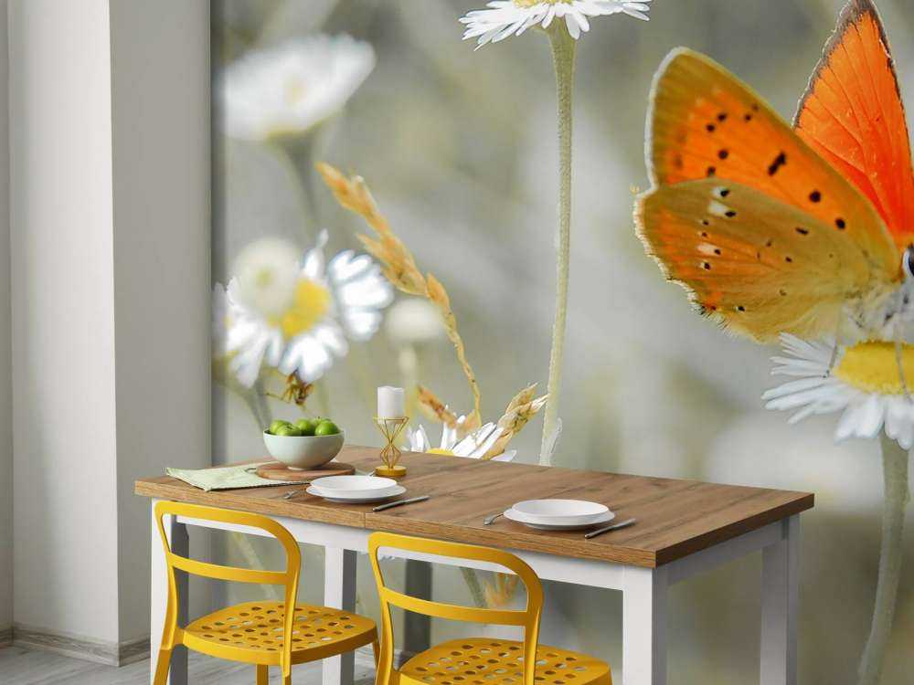 Stokrotki i pomarańczowy motyl