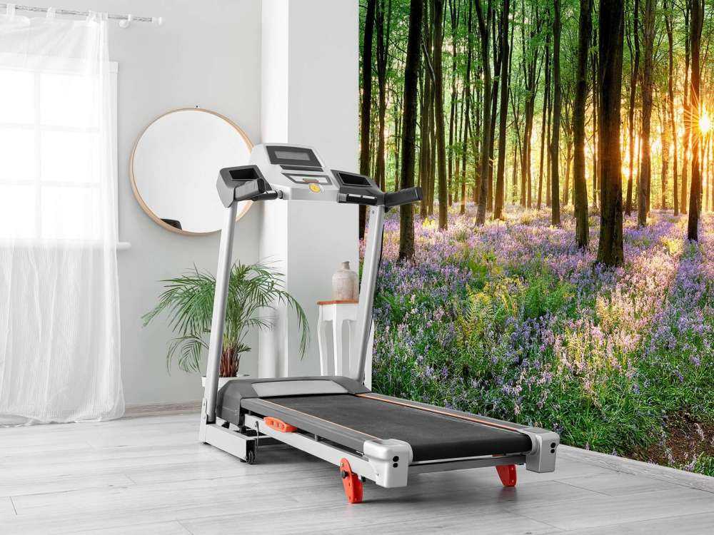 Leśna ścieżka o wschodzie słońca