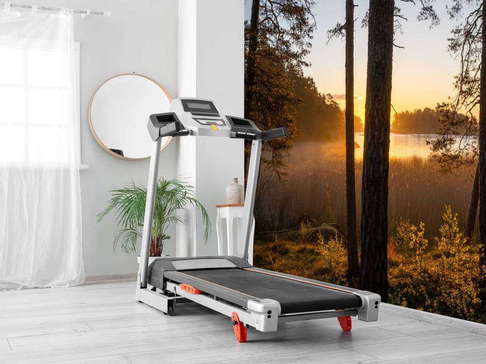 Las o zachodzie słońca