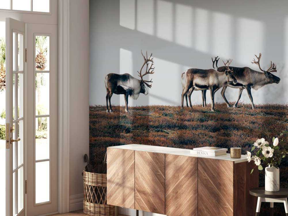 Grupa reniferów w północnej Europie