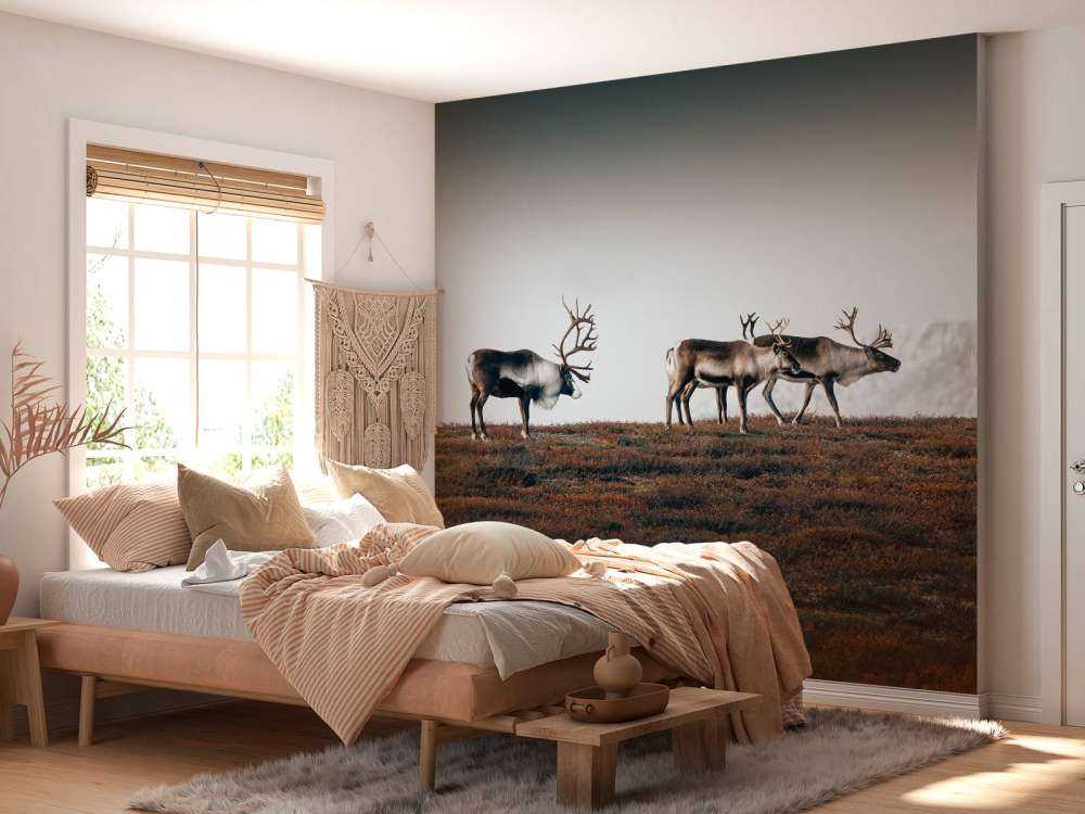 Grupa reniferów w północnej Europie