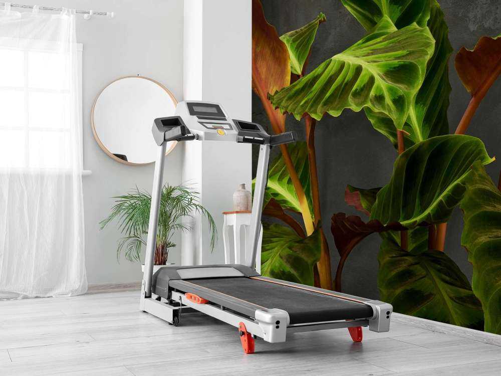 Roślina z pięknymi zielonymi liśćmi