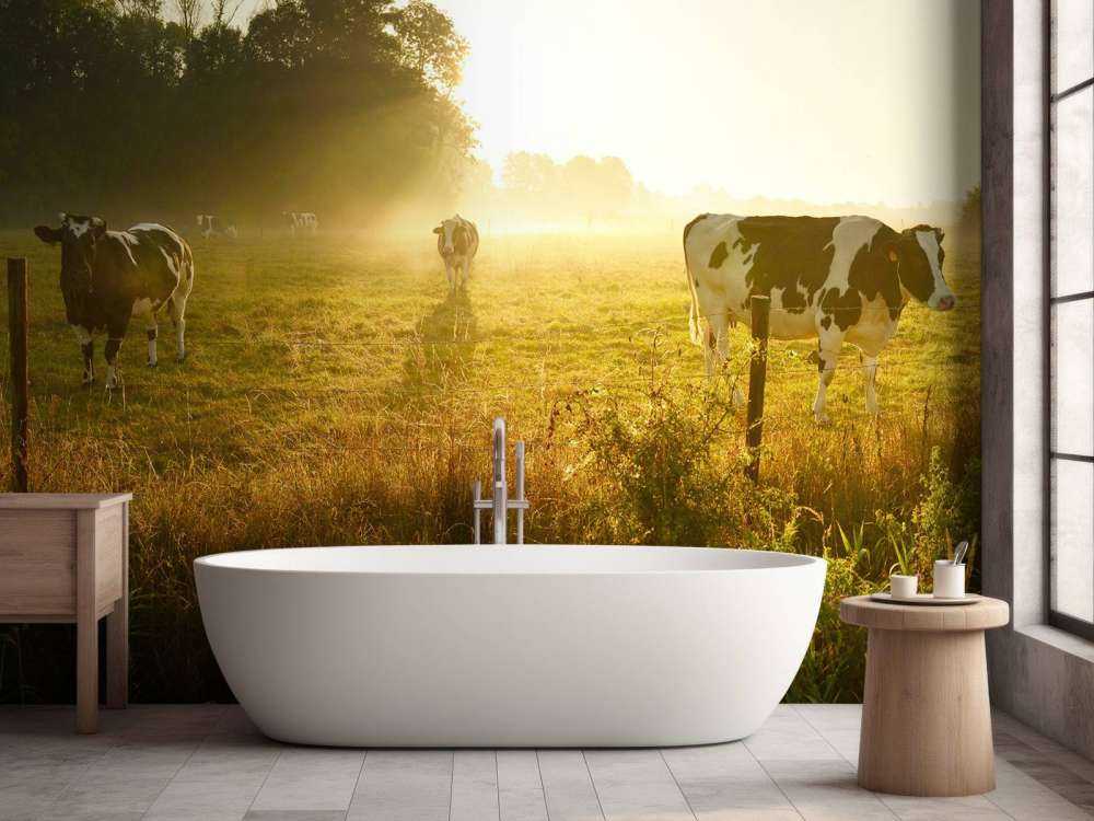 Krowa o wschodzie słońca