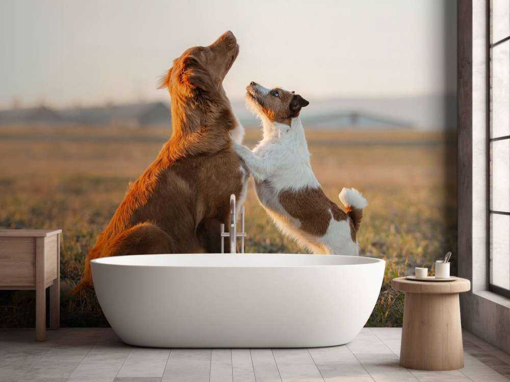 Psy patrzące w górę