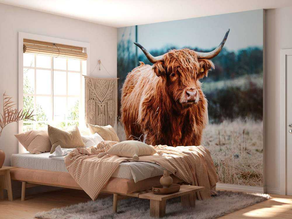 Szkocki wyżyn w lesie