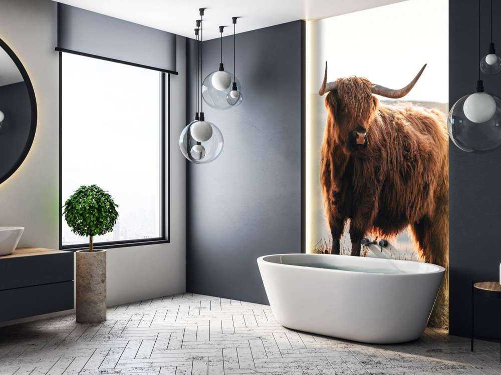 Szkocki wyżyn na wzgórzu