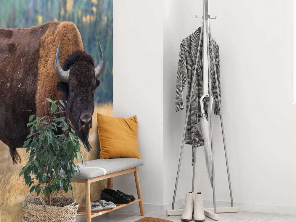 Bawół amerykański