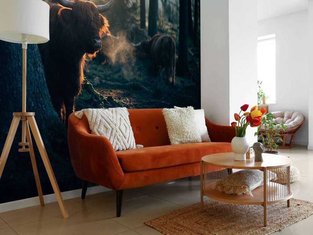 Szkocki byk w porannym świetle