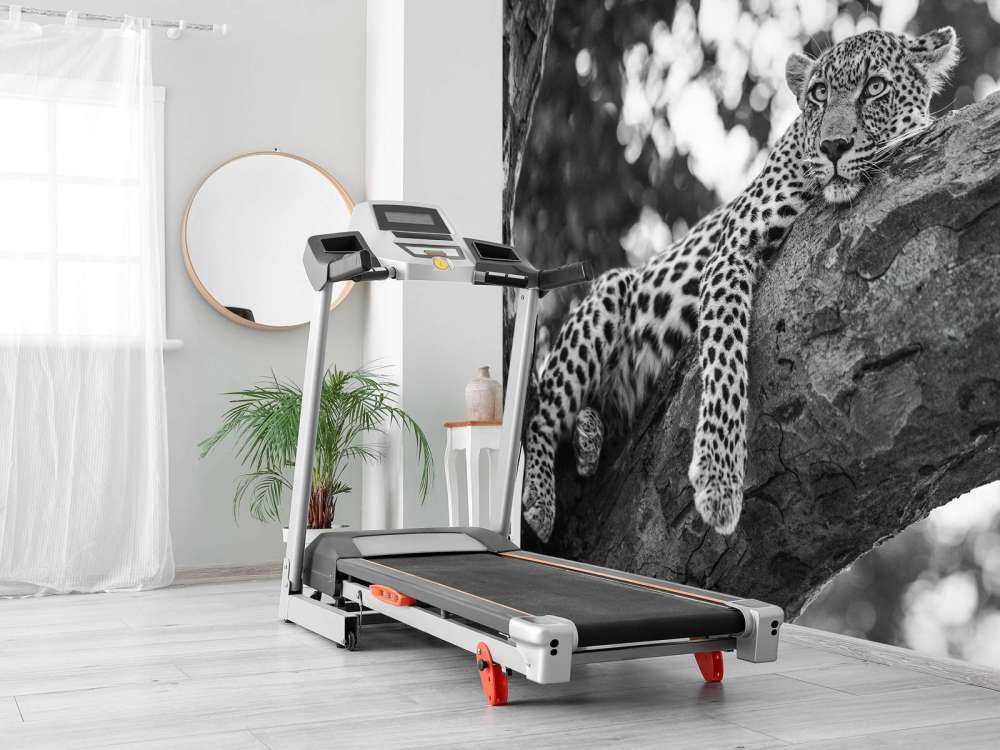 Odpoczywający lampart