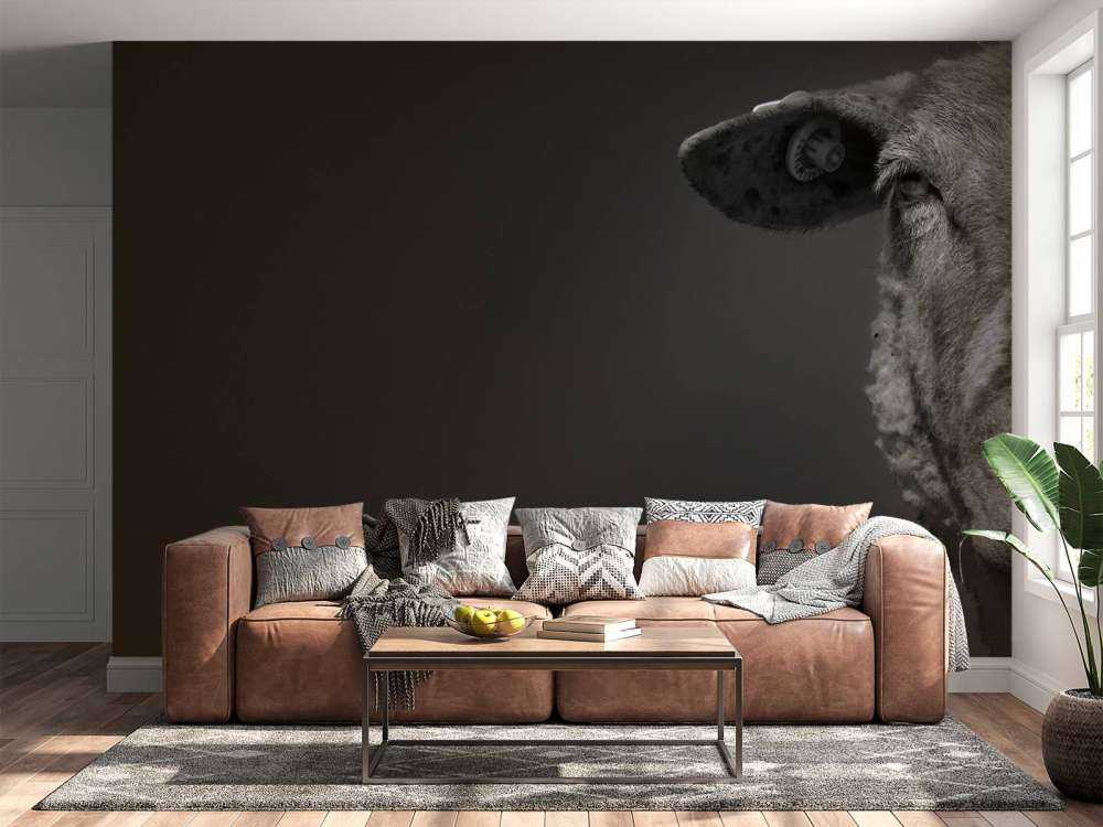 Zbliżenie na czarną i białą owcę