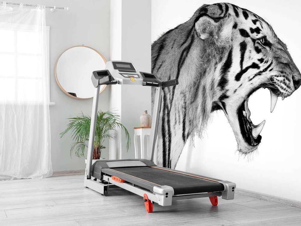 Ryczący tygrys biały