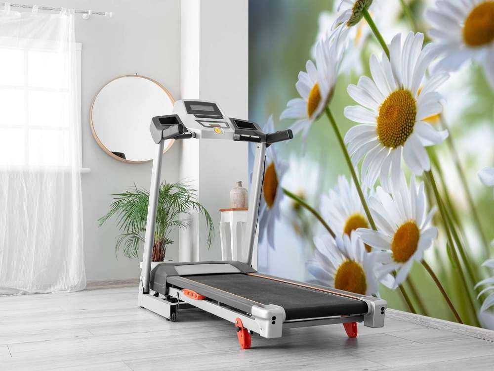 Stokrotki w zbliżeniu