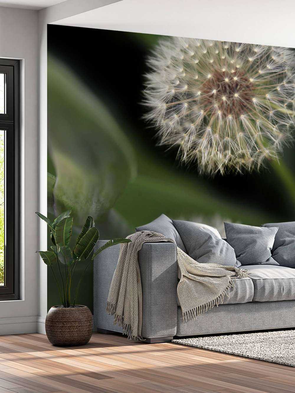 Zbliżenie na mniszki lekarskie