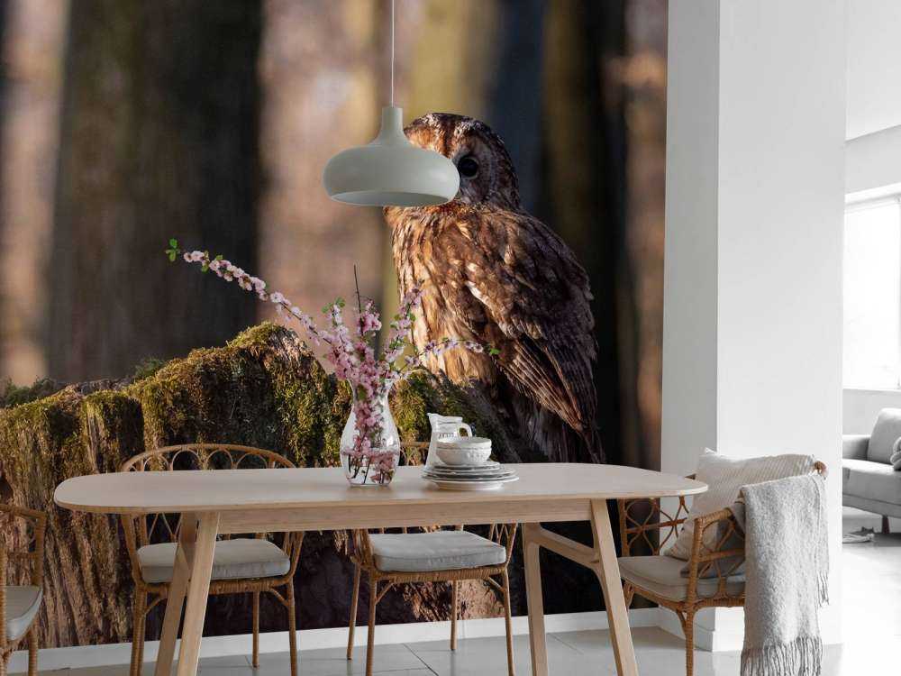 Mała sowa na złamanym drzewie