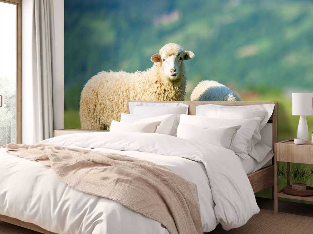 Dwie owce na pastwisku