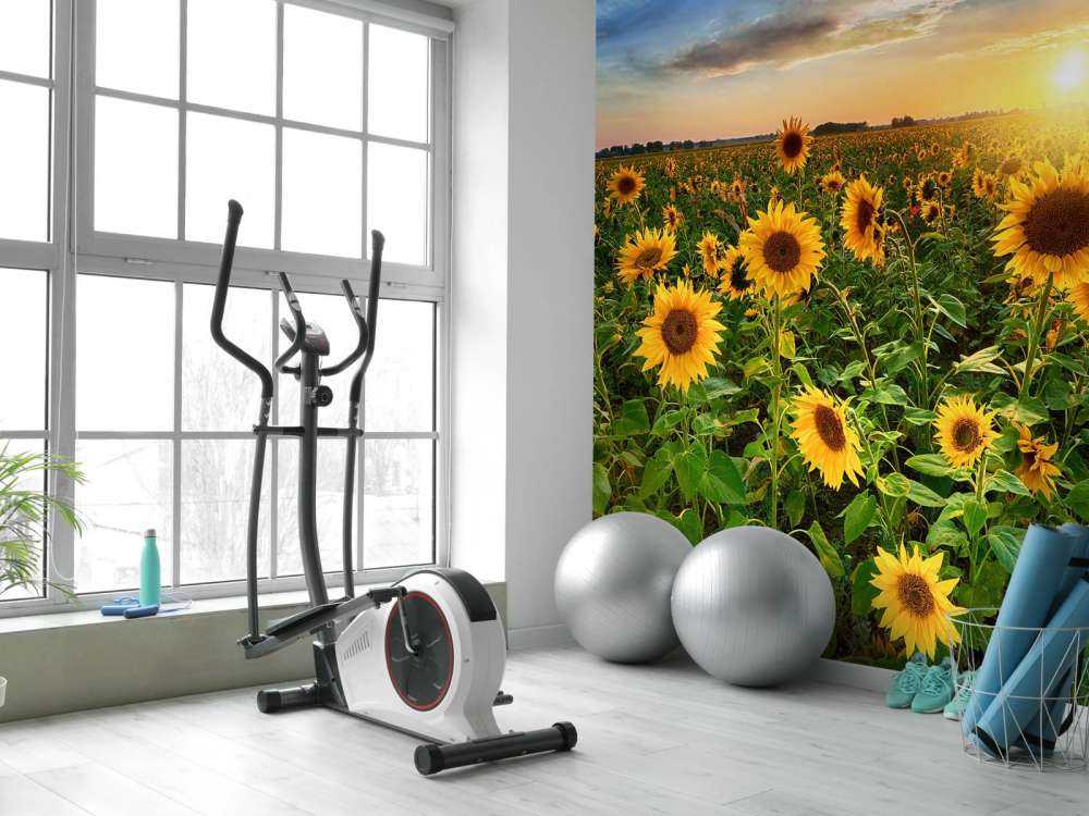 Piękne pole słoneczników