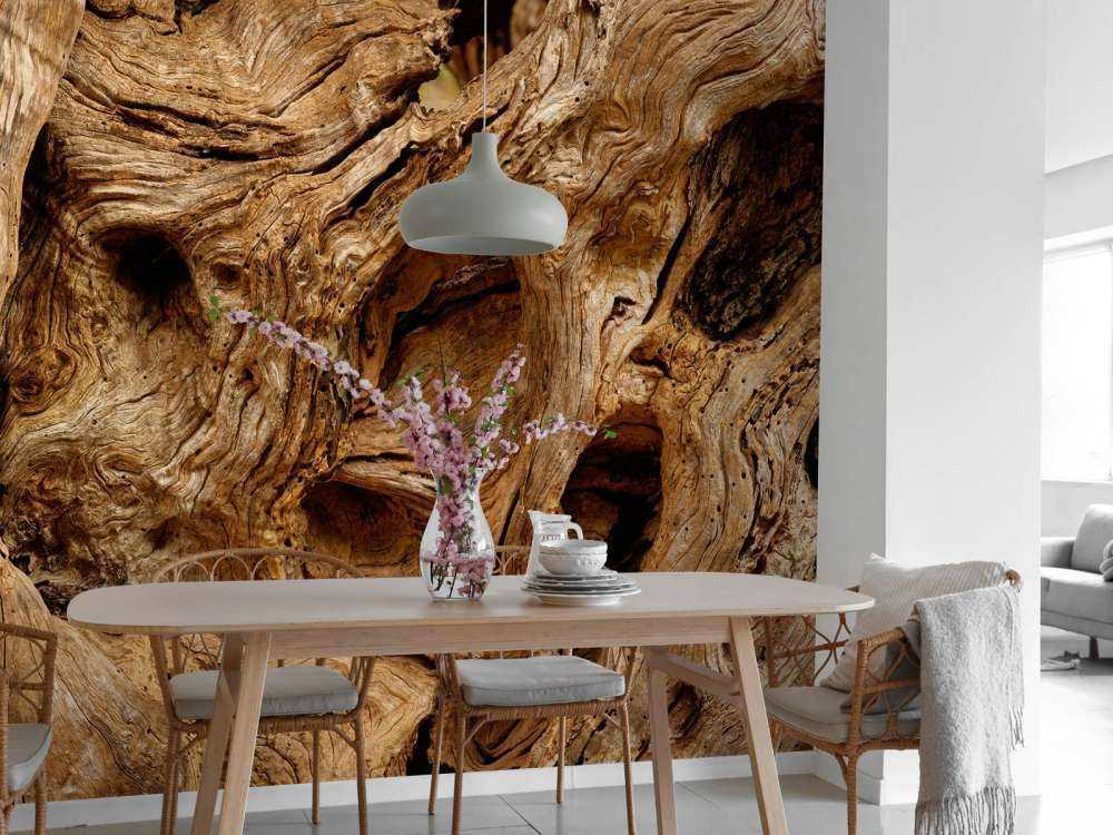 Zbliżenie na stare drzewo