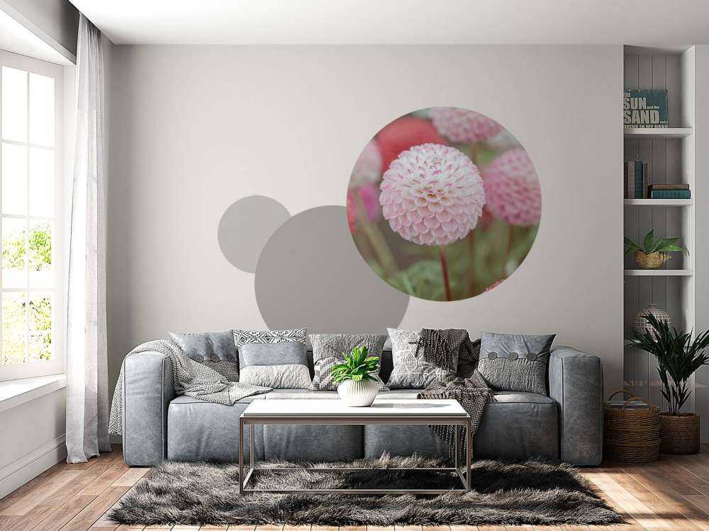 Różowe kwiaty dalii