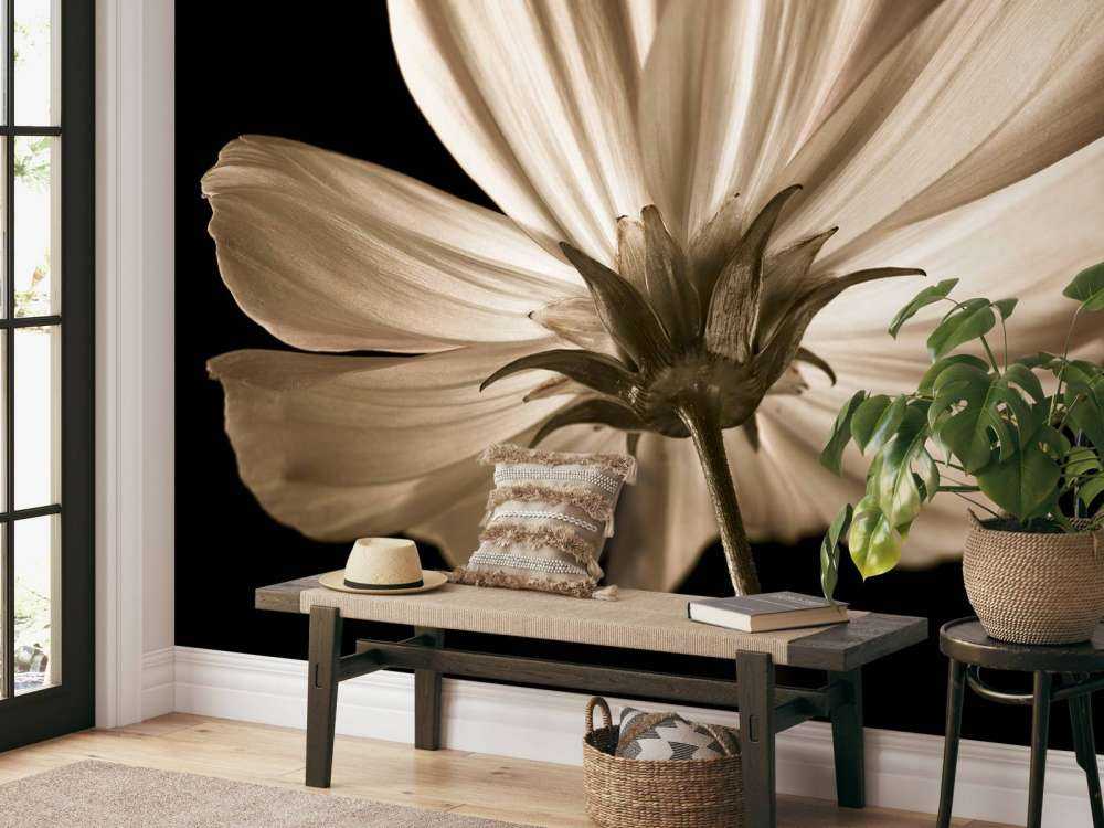 Kwiat kosmosu od dołu