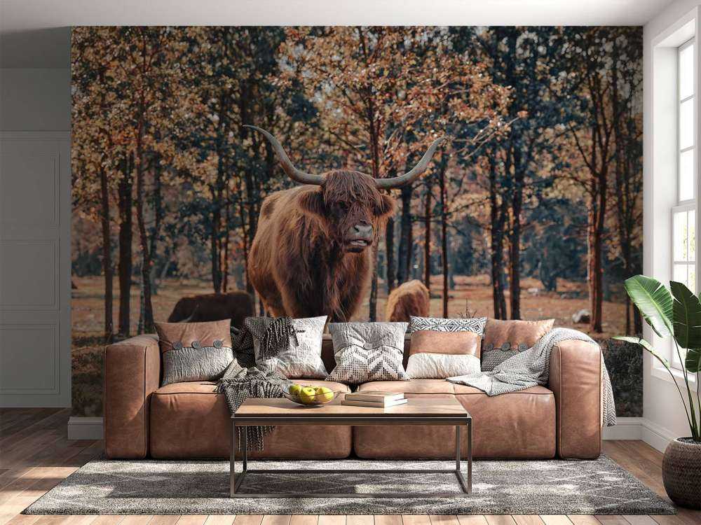 Szkocki góral na skraju lasu