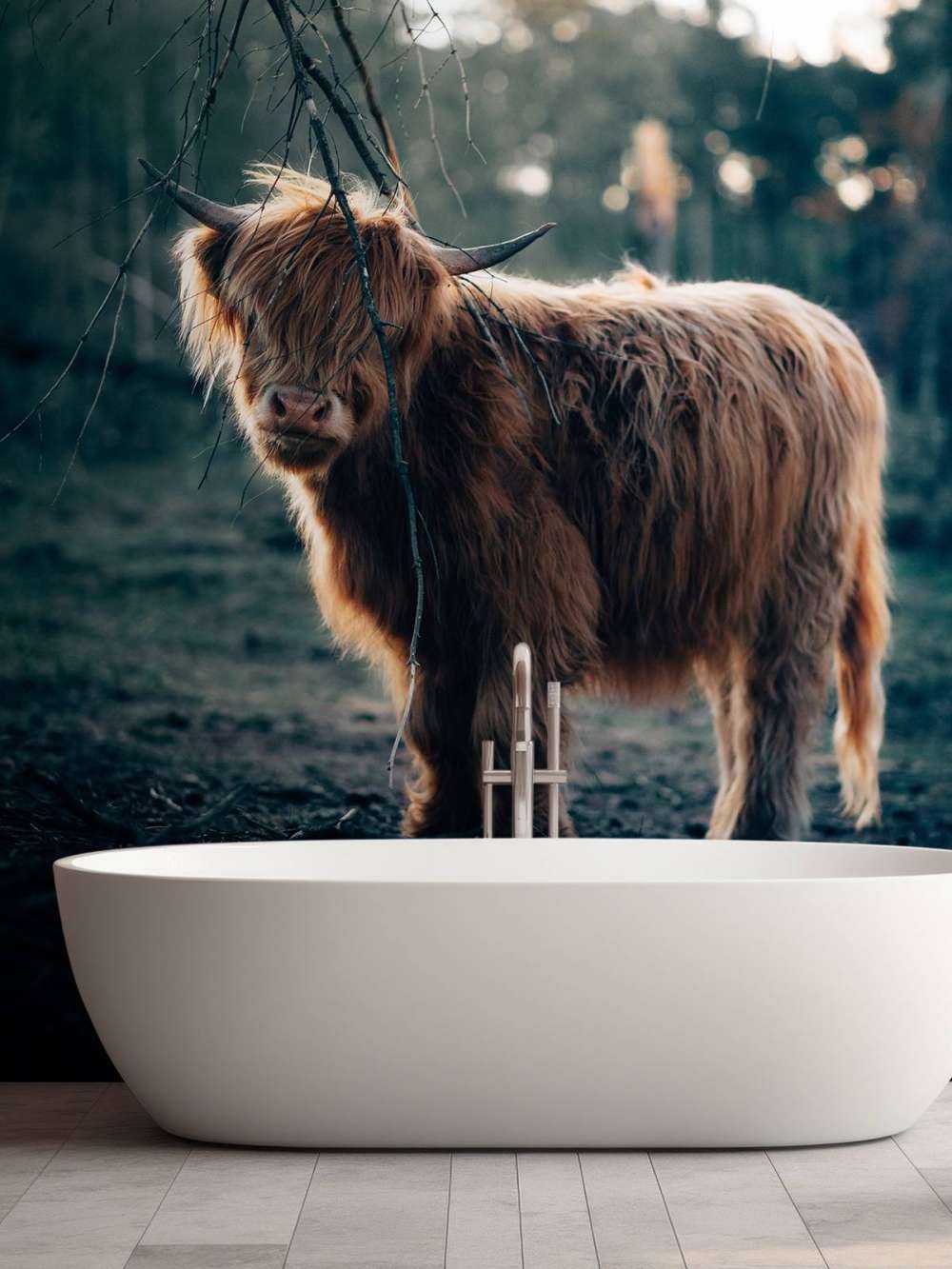 Szkocki wyżyn na skraju lasu