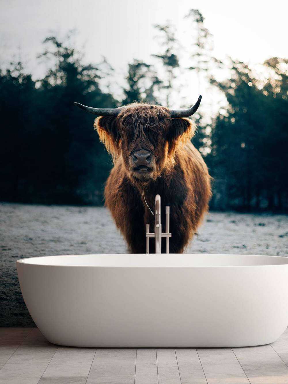 Szkocki góral w porannym słońcu