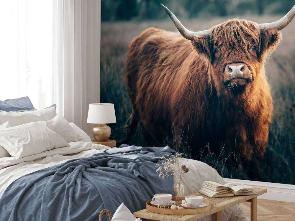 Szkocki góral w zbliżeniu