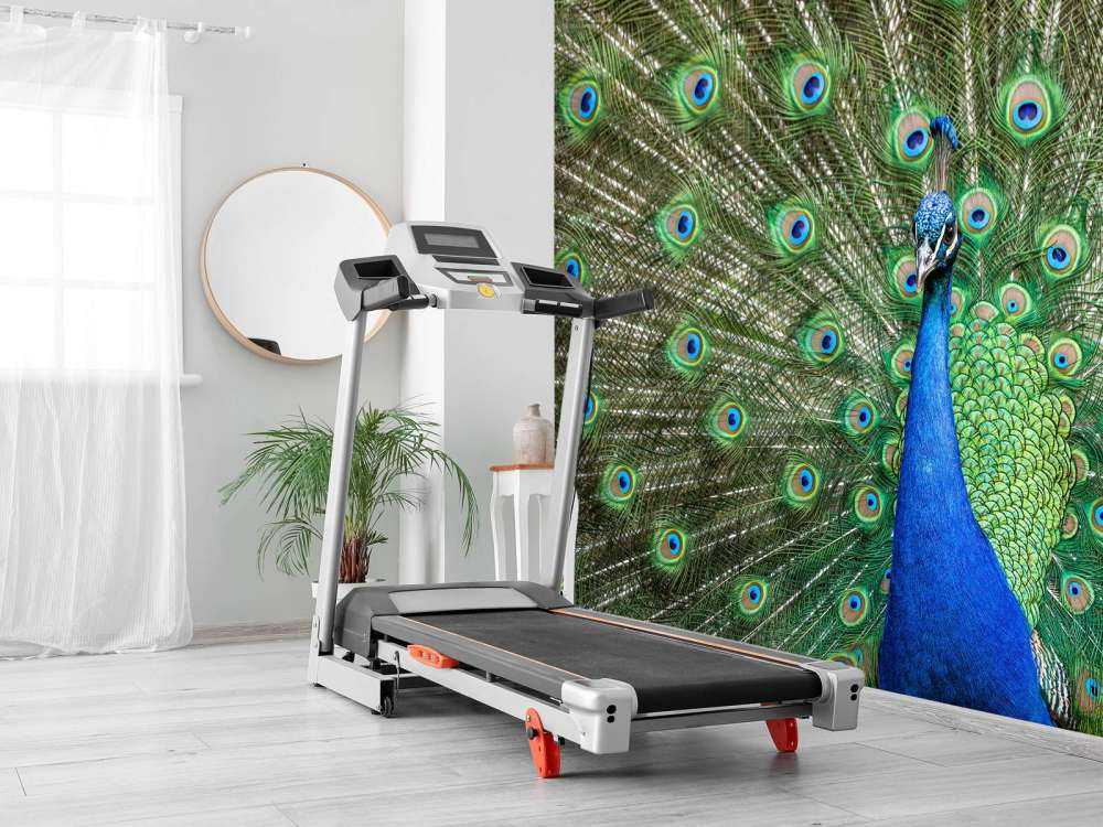 Paw z rozszerzonymi piórami