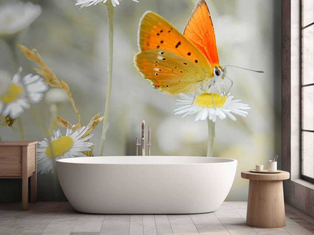 Stokrotki i pomarańczowy motyl