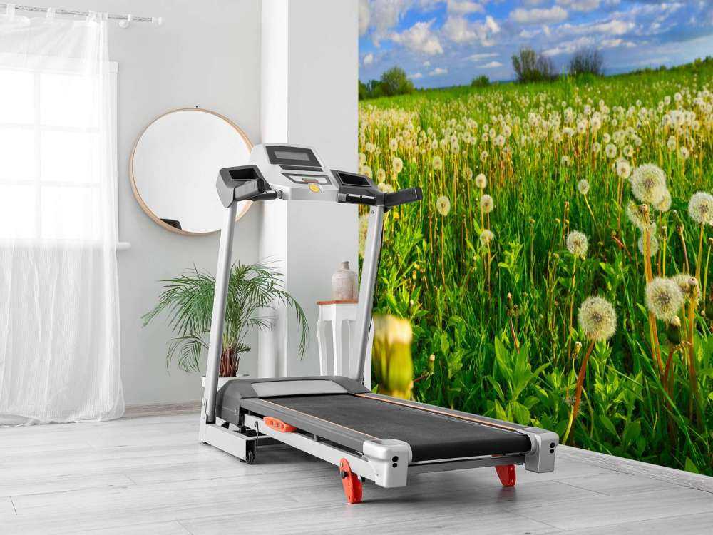 Pole mniszków lekarskich