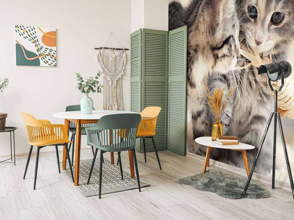 Bawiące się kocięta